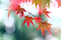 Autumn_Colors_2012