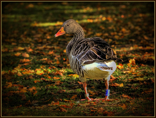 Autumn with Goose by FocusPocus Photography