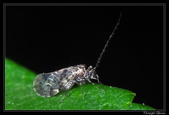 Psocoptera/Psocidae