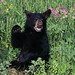 Black Bear Cub in Wildflowers