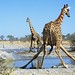 Action at the Watering Hole, Etosha National Park. Namibia
