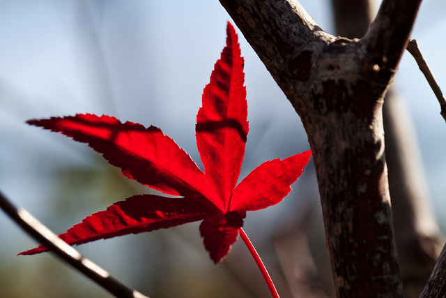 Red_maple