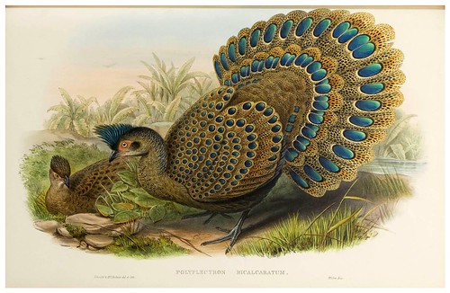 009-Malayan Peacock Pheasant-The birds of Asia vol. VII-Gould, J.-Science .Naturalis