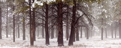 "Forest-Spirit Zion National Park, Utah" By Robert Park  http://www.robert-park.com by Robert Park Photography