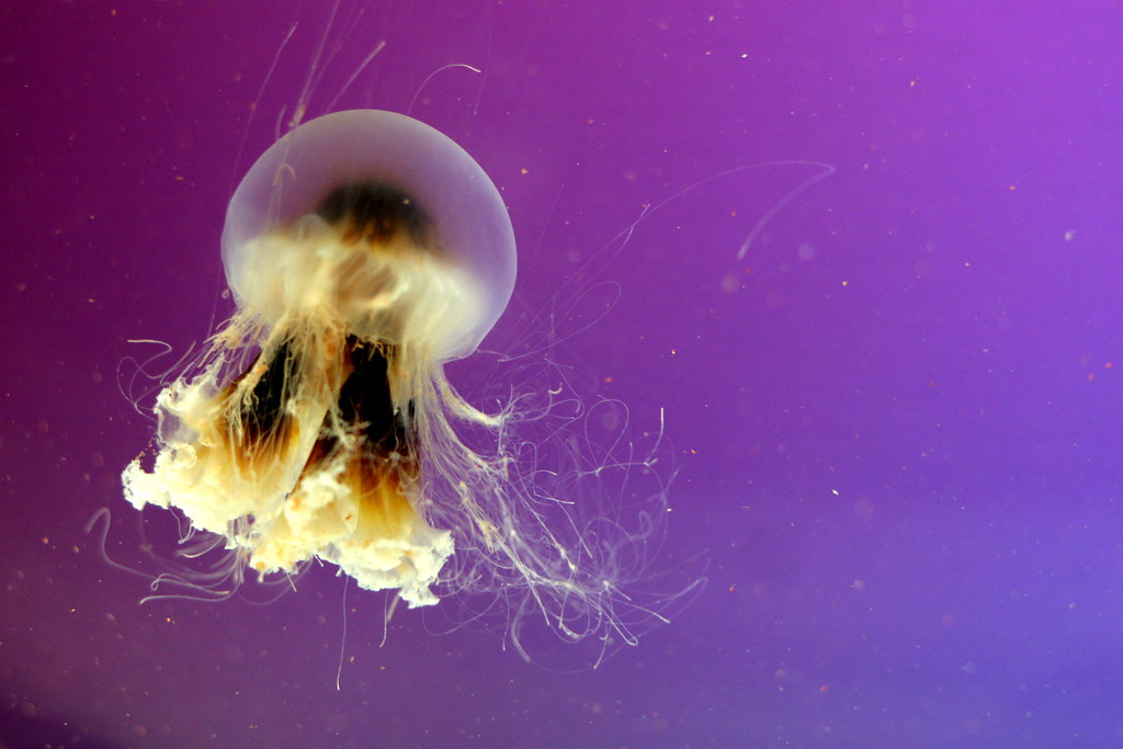 lone jellyfish