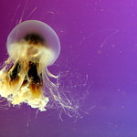 lone jellyfish