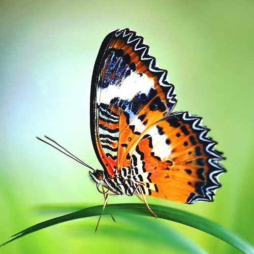 butterfly25