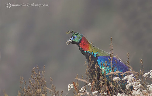 The Monal Pheasant by goodfriend19