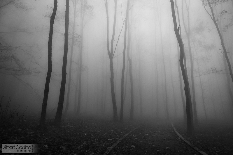 Camí en la Boira | Path in the Fog