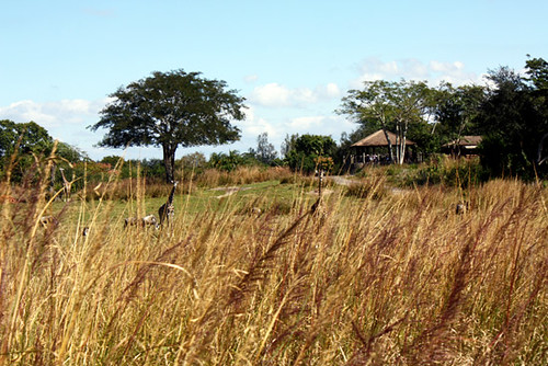 AK_SafariRide_Giraffe_Grasses