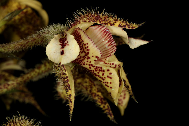 Dendrobium finisterrae 2012-11-12 06