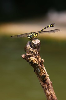 粗鈎春蜓就是都市公園中水池常見的大型蜻蜓，別看它漂亮的模樣，可是一流的昆蟲空中殺 手。  王力平攝