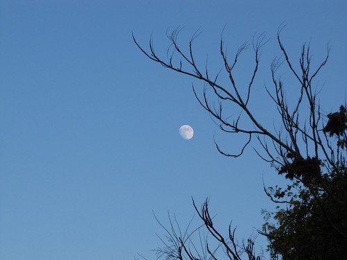 Branches and moon