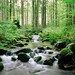 Bayerischer Wald National Park, Germany