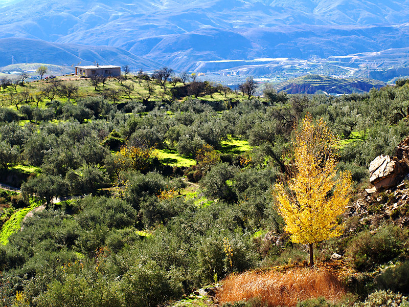 An Olive Landscape, Las Alpujarras, Andalucia