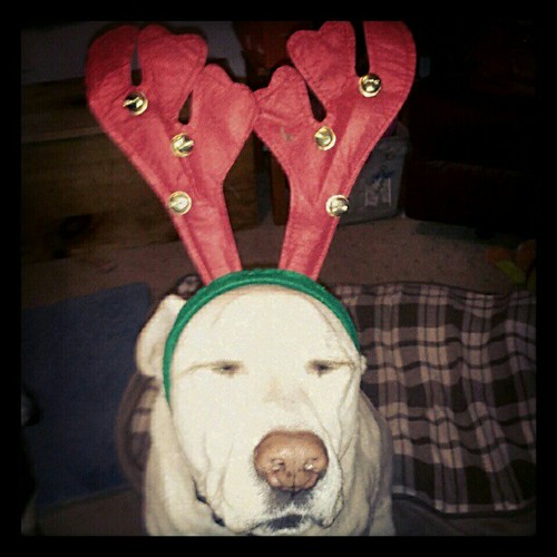 Zeus: Ho Ho WOOF! #dogs #Christmas #antlers #love #bigdog #dogstagram