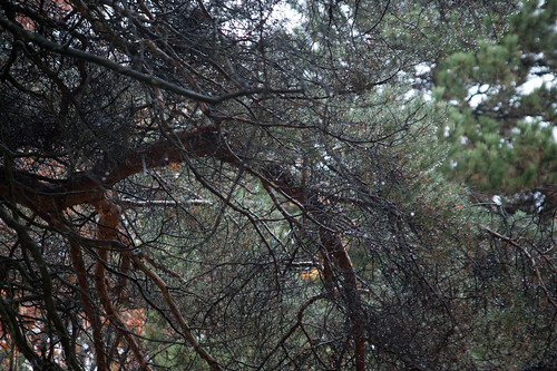 Drenched Pine