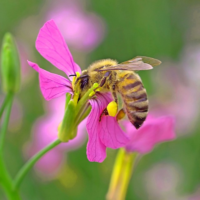 Una abeja que trabaja en una Honestidad Perenne.