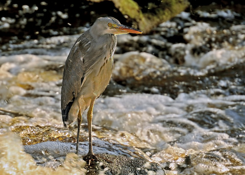 Heron in the white water by Andy Pritchard - Barrowford