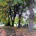 Autumn in Brockley Cemetery 1