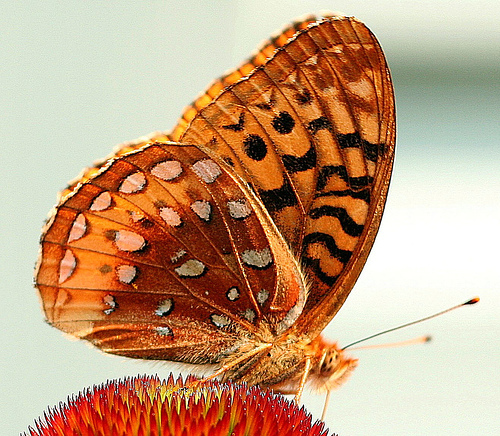 butterfly4