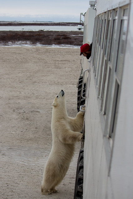 A Social Polar Bear