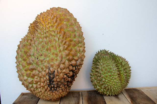 A massive, not so pretty 10 kilo durian!