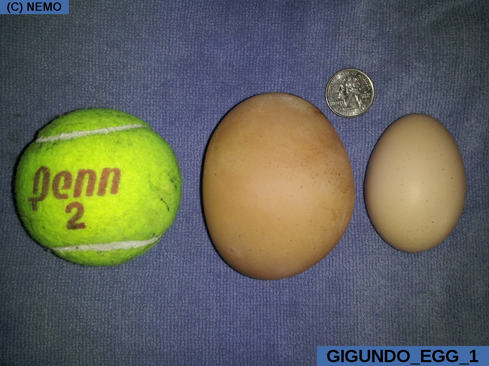 gigundo_egg_1