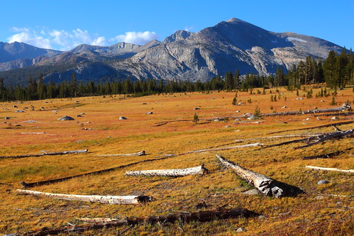 IMG_3331 Dana Meadows, Yosemite National Park by ThorsHammer94539