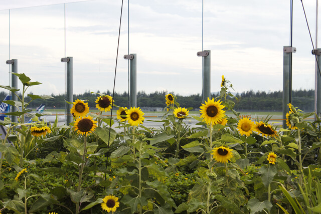 singapore changi airport sunflower garden