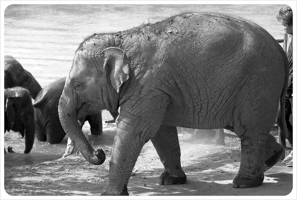 elephant baby bathing