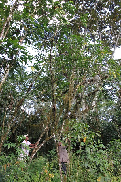 10 meter tall coffee tree!