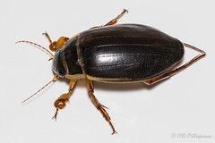Coleoptera: Dytiscidae of Finland