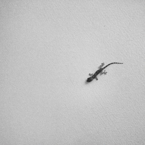 Baby lizard spied on me in the shower yesterday. I named him Lizarnardo. What a creeper!