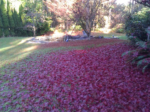 There are a lot of leaves that need raking and bagging. My toes are frozen. It's 36.