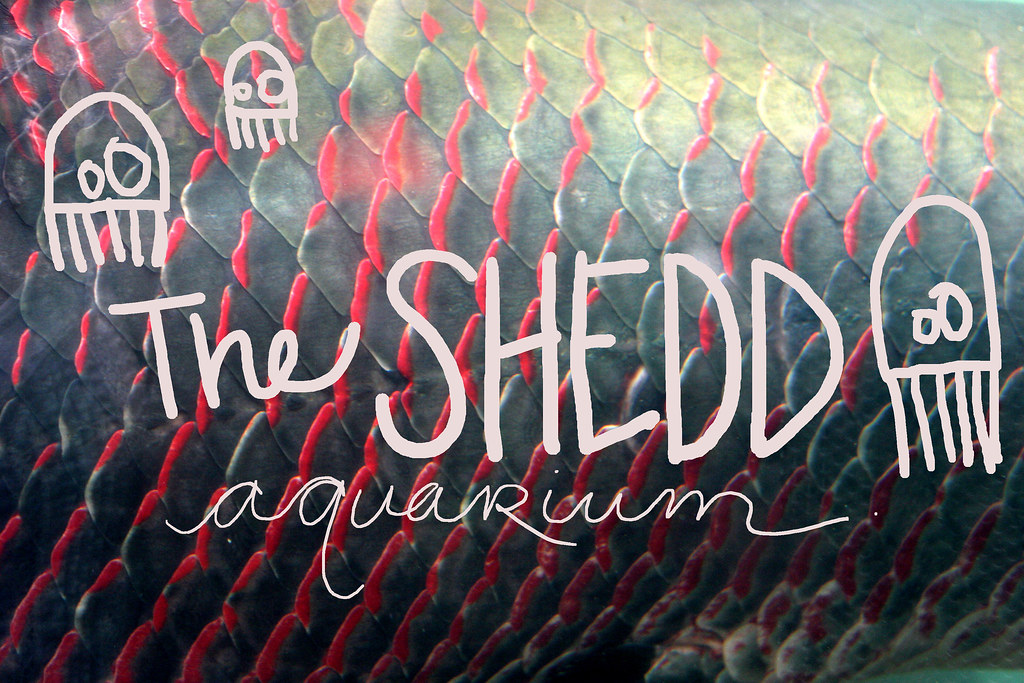 The Shedd Aquarium
