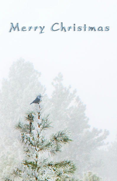 A tiny white-breasted nuthatch perches at the top of a snow covered pine