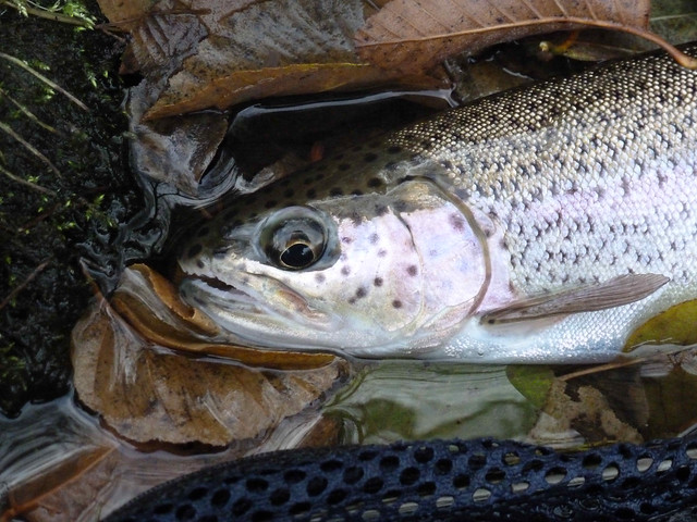 Middle Fork of the willamette trout fly fishing
