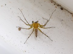 Striped Lynx Spider (Oxyopes salticus - male)