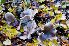 Autumn and Fungus