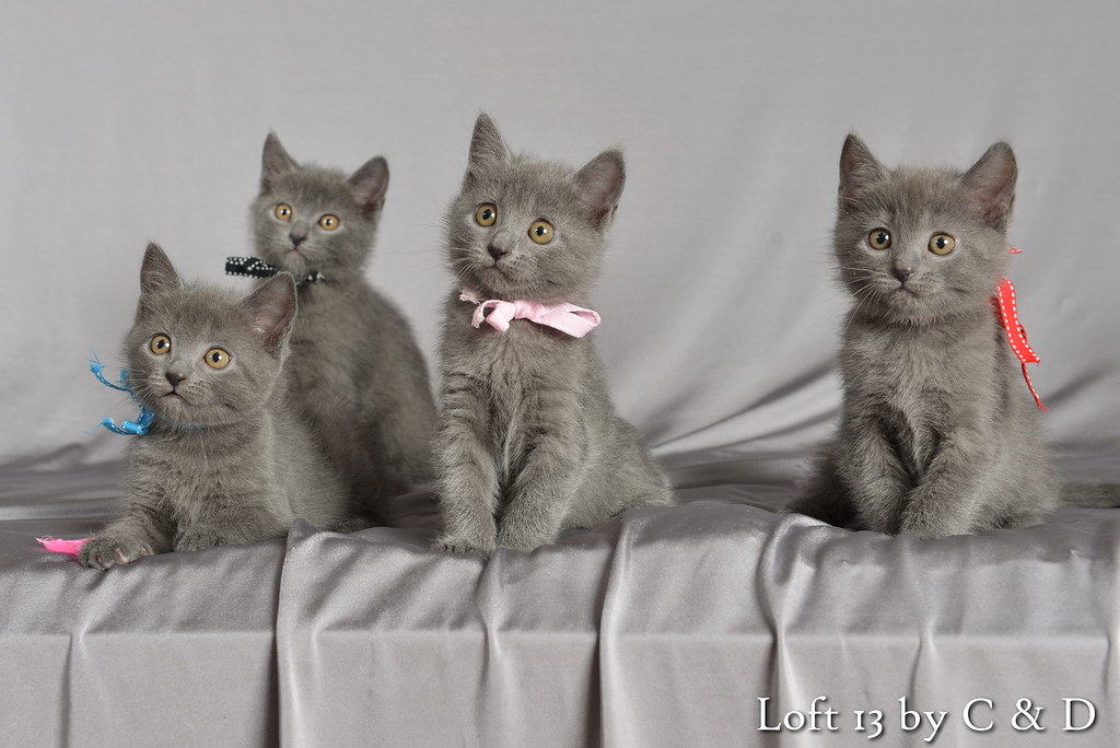 les 4 chatons chartreux du loft13 nés le 04 octobre 2012