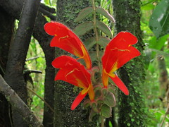 Reserva natural La Marta, Costa Rica  (La Marta natural preserve, Costa Rica)