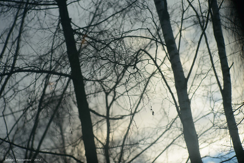 Branches, trees by Mikhail Pinchenkov photographer