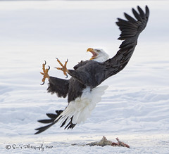 Eagles Alaska