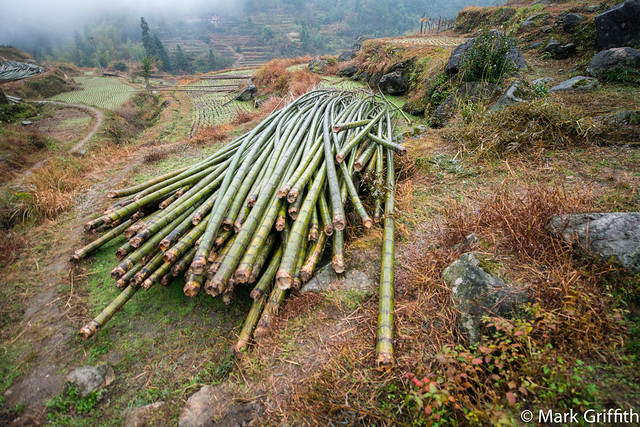 Harvest of Bamboo