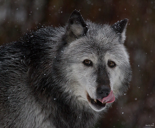 Gray Wolf, Canis lupus