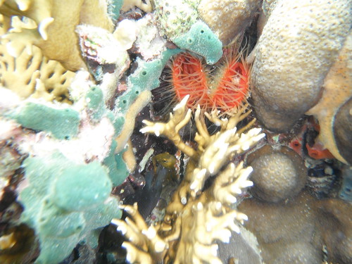 Beautiful coral located in Bocas del Toro, Panama