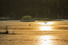 Pelican Lake