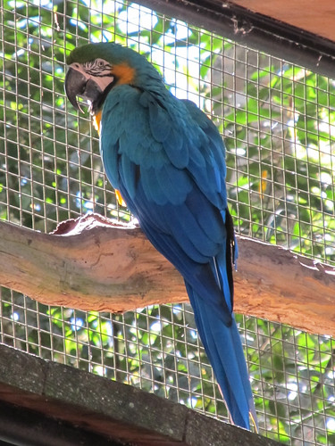 Le Parc des Oiseaux d'Iguaçu: la grande volière aux perroquets