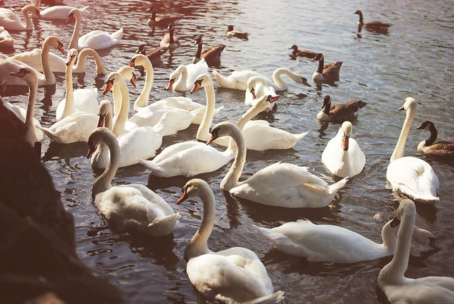 swans at Windsor